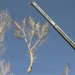 Crane-Assisted Cottonwood Removal